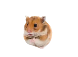 Chomik