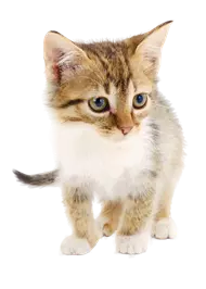 Koty