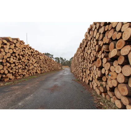 Sosna – kłody 12 m, Ø 30–45 cm
